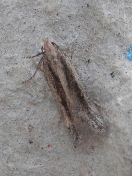 Mirificarma mulinella 